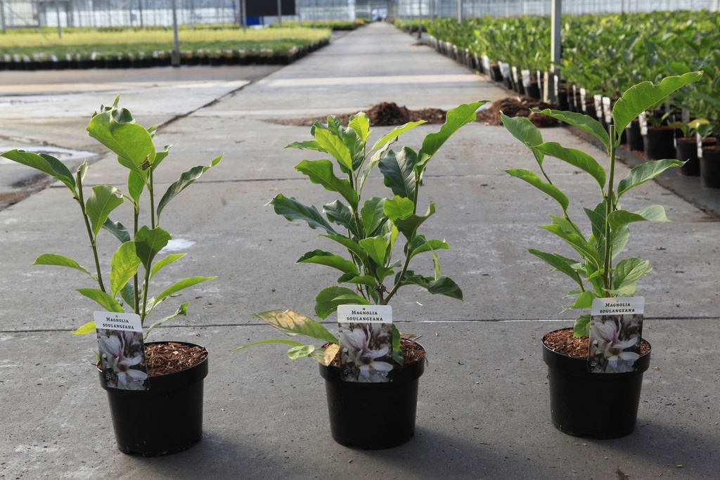 Magnolia soulangeana cont. 3,6L 50/+ cm +f