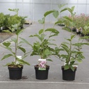 Magnolia soulangeana cont. 3,6L 50/+ cm +ф