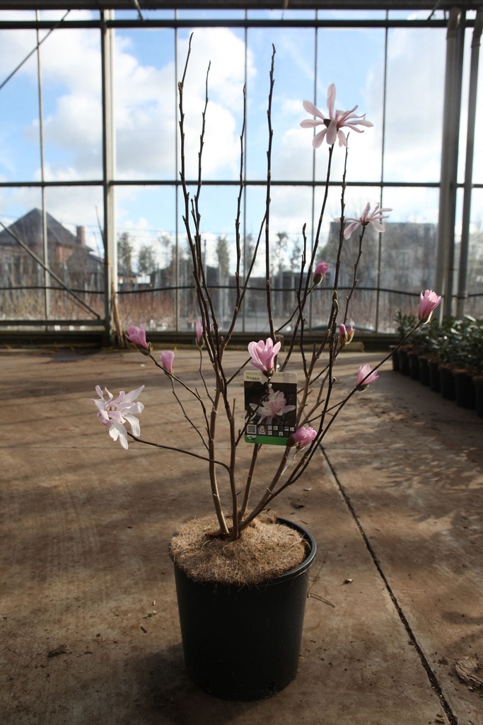 Magnolia stellata 'Rosea' cont. 12L 80/+ cm +B
