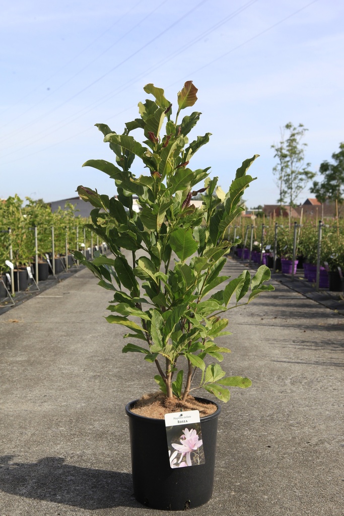 [P] Magnolia stellata 'Rosea' cont. 12L 80/+ cm +f