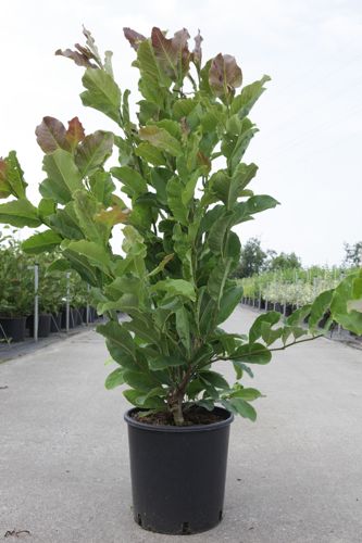 Magnolia stellata 'Rosea' cont. 12L 80/+ cm +p