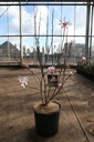 Magnolia stellata 'Rosea' cont. 12L 80/+ cm +B