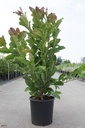 Magnolia stellata 'Rosea' cont. 12L 80/+ cm +p