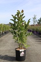 Magnolia stellata 'Rosea' cont. 12L 80/+ cm +p