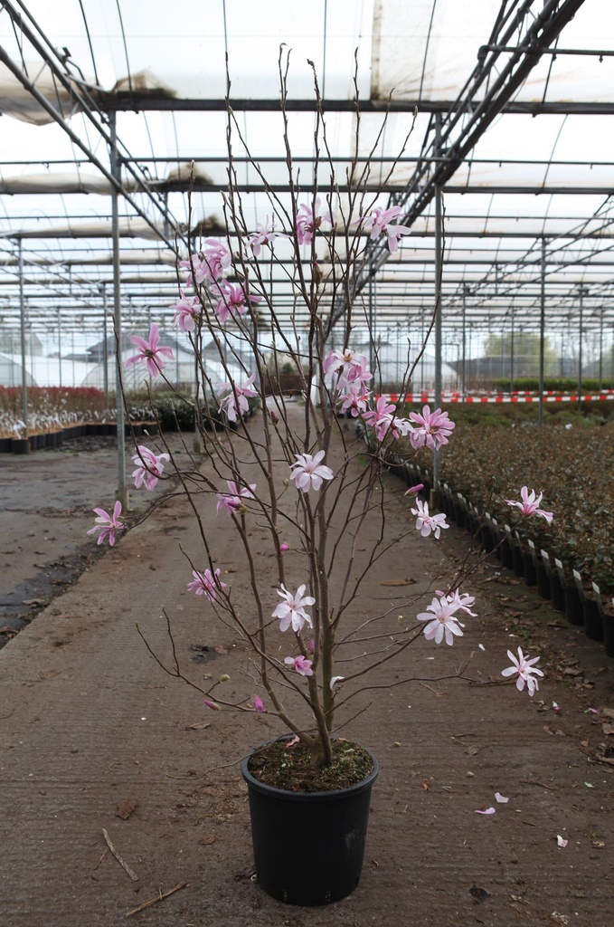 Magnolia stellata 'Rosea' cont. 18L 125/+ cm +f