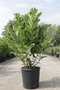 Magnolia stellata 'Rosea' cont. 18L 125/+ cm +ф