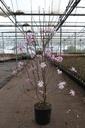 Magnolia stellata 'Rosea' cont. 18L 125/+ cm +f