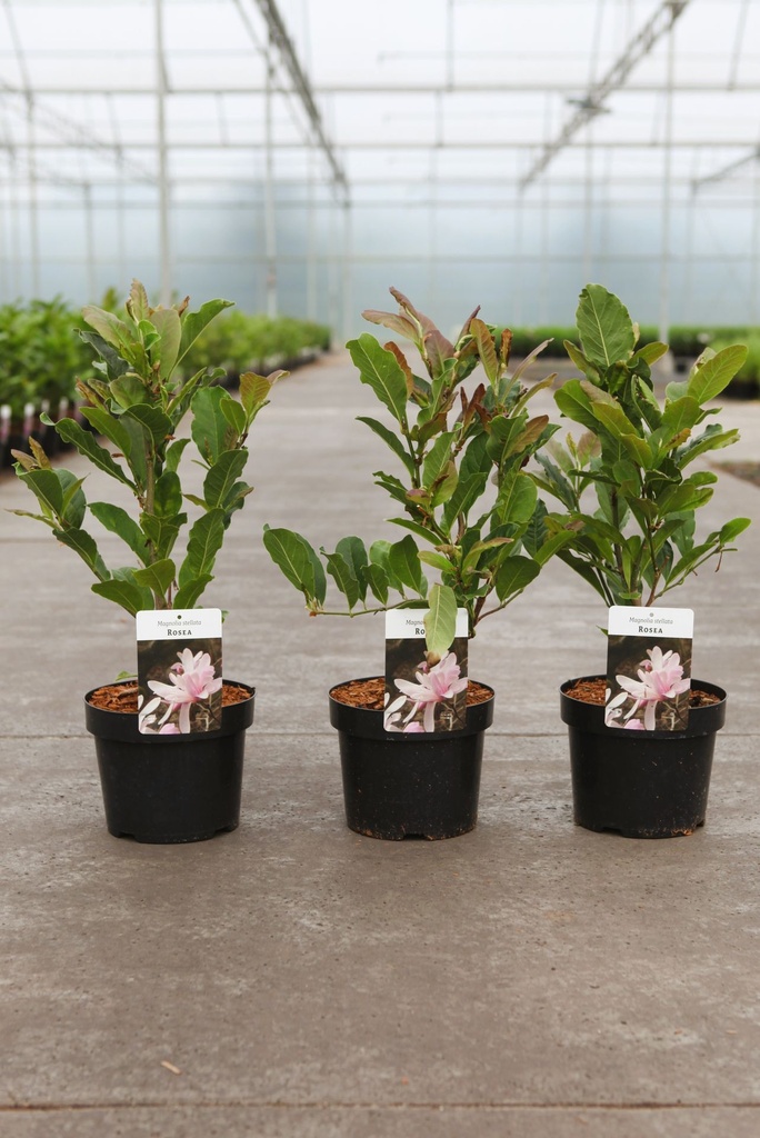 Magnolia stellata 'Rosea' cont. 3,6L 40/+ cm +B