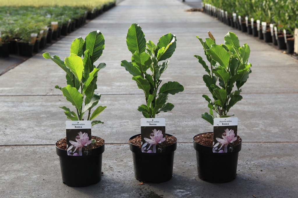 [P] Magnolia stellata 'Rosea' cont. 3,6L 40/+ cm +p