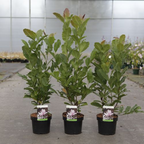 Magnolia stellata 'Rosea' cont. 3,6L 40/+ cm +p