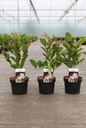Magnolia stellata 'Rosea' cont. 3,6L 40/+ cm +B