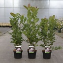 Magnolia stellata 'Rosea' cont. 3,6L 40/+ cm +p