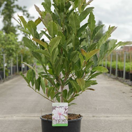 Magnolia stellata 'Royal Star' cont. 12L 80/+ cm +ф
