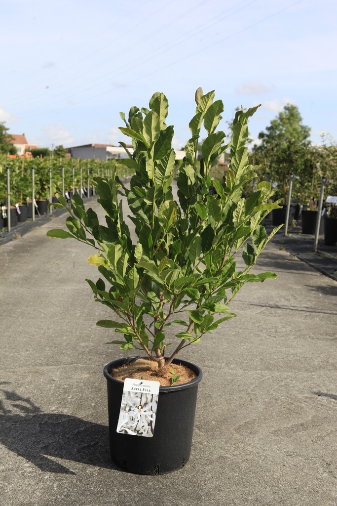 [P] Magnolia stellata 'Royal Star' cont. 12L 80/+ cm +p