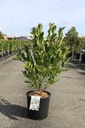 Magnolia stellata 'Royal Star' Kont. 12L 80/+ cm +B
