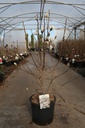 Magnolia stellata 'Royal Star' cont. 12L 80/+ cm +p