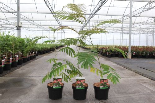 [P] Albizia julibrissin OMBRELLA cont. 3,6L 40-60 cm +p
