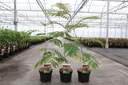 Albizia julibrissin OMBRELLA cont. 3,6L 40-60 cm +B
