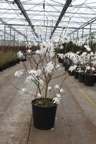 [P] Magnolia stellata 'Royal Star' cont. 18L 100/+ cm +ф