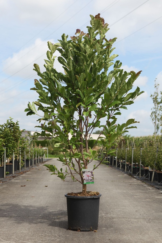 Magnolia stellata 'Royal Star' cont. 18L 100/+ cm +f