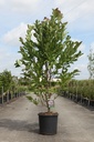 Magnolia stellata 'Royal Star' cont. 18L 100/+ cm +f