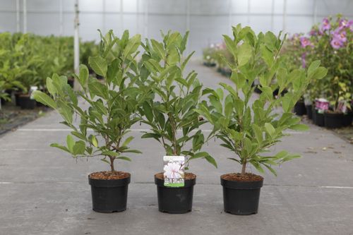 Magnolia stellata 'Royal Star' cont. 3,6L 40/+ cm +p