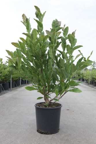 Magnolia stellata cont. 12L 80/+ cm +p