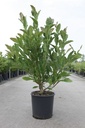 Magnolia stellata cont. 12L 80/+ cm +p
