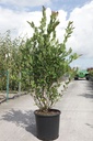 Magnolia stellata cont. 25L 100/+ cm