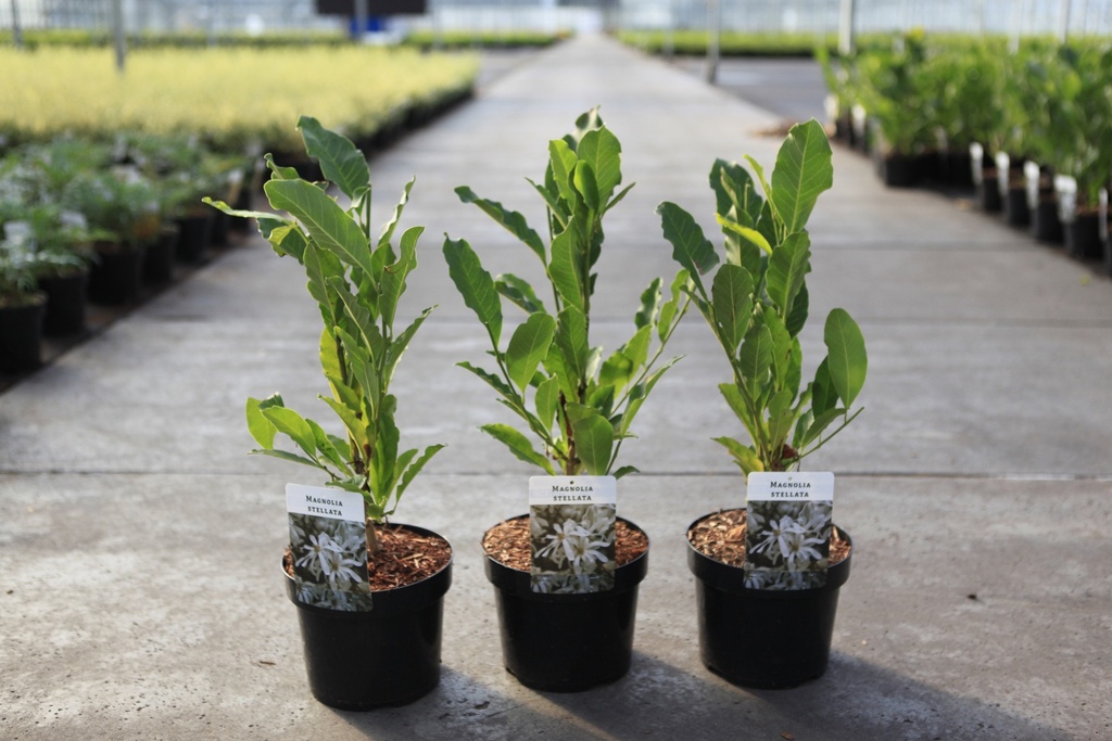 [P] Magnolia stellata cont. 3,6L 40/+ cm +B