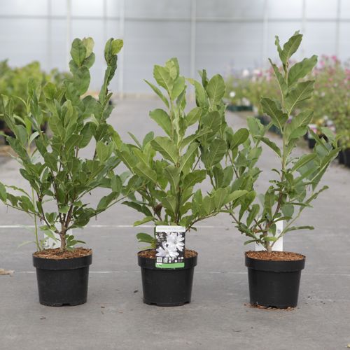 Magnolia stellata cont. 3,6L 40/+ cm +p
