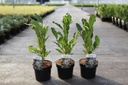 Magnolia stellata cont. 3,6L 40/+ cm +f