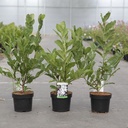 Magnolia stellata cont. 3,6L 40/+ cm +p