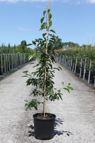 [P] Malus 'Sugar Tyme' cont. 12L 150/+ cm baliveau +p