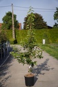 Malus 'Sugar Tyme' cont. 12L 150/+ cm молодое дерево +ф