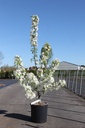 Malus 'Sugar Tyme' cont. 12L 150/+ cm feathered +p