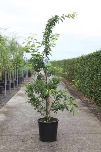 [P] Malus 'Sugar Tyme' cont. 18L demi-tige 8-10 +p