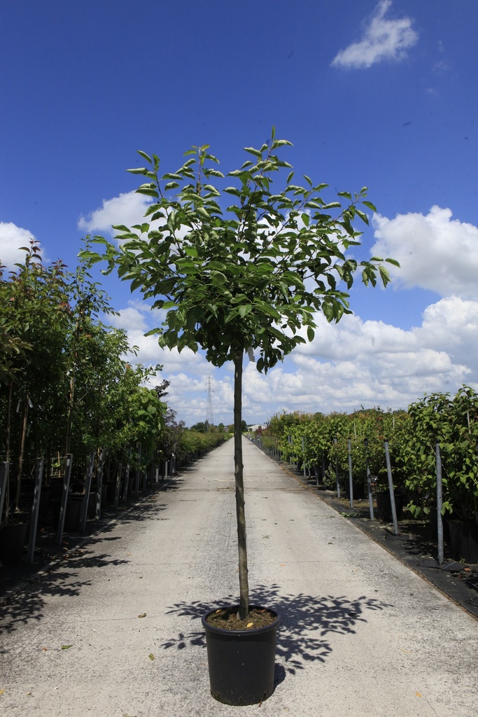 Malus 'Sugar Tyme' cont. 18L halfstam 8-10 +f