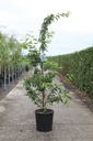 Malus 'Sugar Tyme' cont. 18L half standard 8-10 +ф