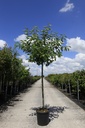 Malus 'Sugar Tyme' cont. 18L halfstam 8-10 +f