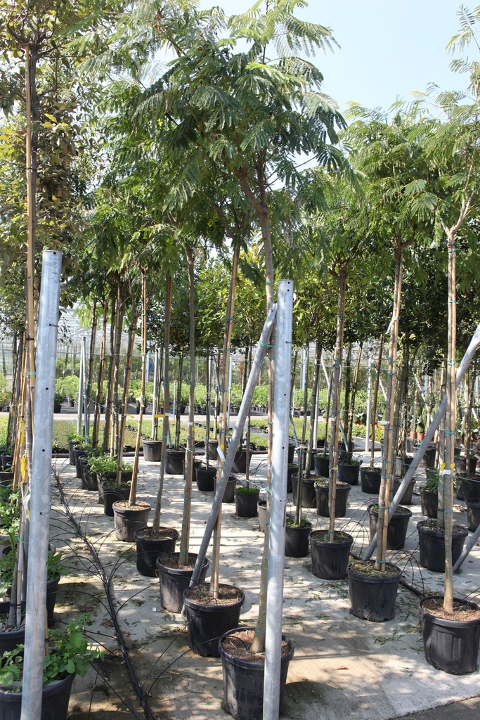 Albizia julibrissin OMBRELLA cont. 30L hoogstam 10-12