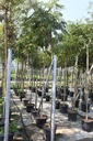 Albizia julibrissin OMBRELLA cont. 30L hoogstam 10-12