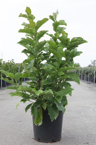 Magnolia 'Susan' cont. 12L 80/+ cm +ф