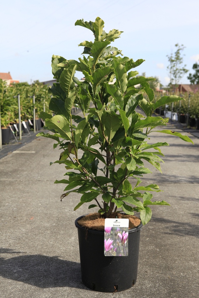 [P] Magnolia 'Susan' cont. 12L 80/+ cm +p