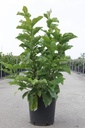 Magnolia 'Susan' cont. 12L 80/+ cm +p