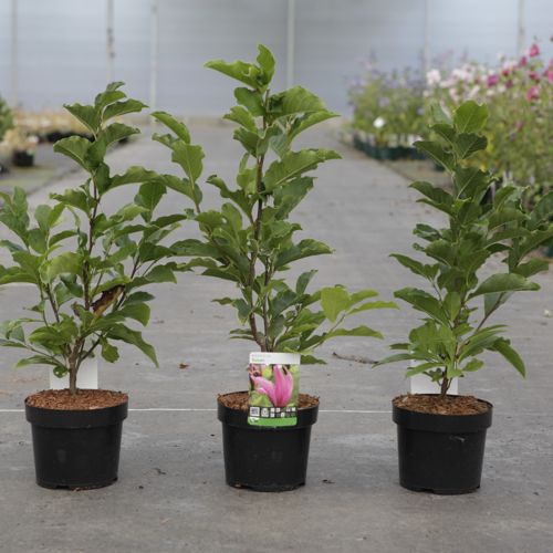 Magnolia 'Susan' cont. 3,6L 40/+ cm +p