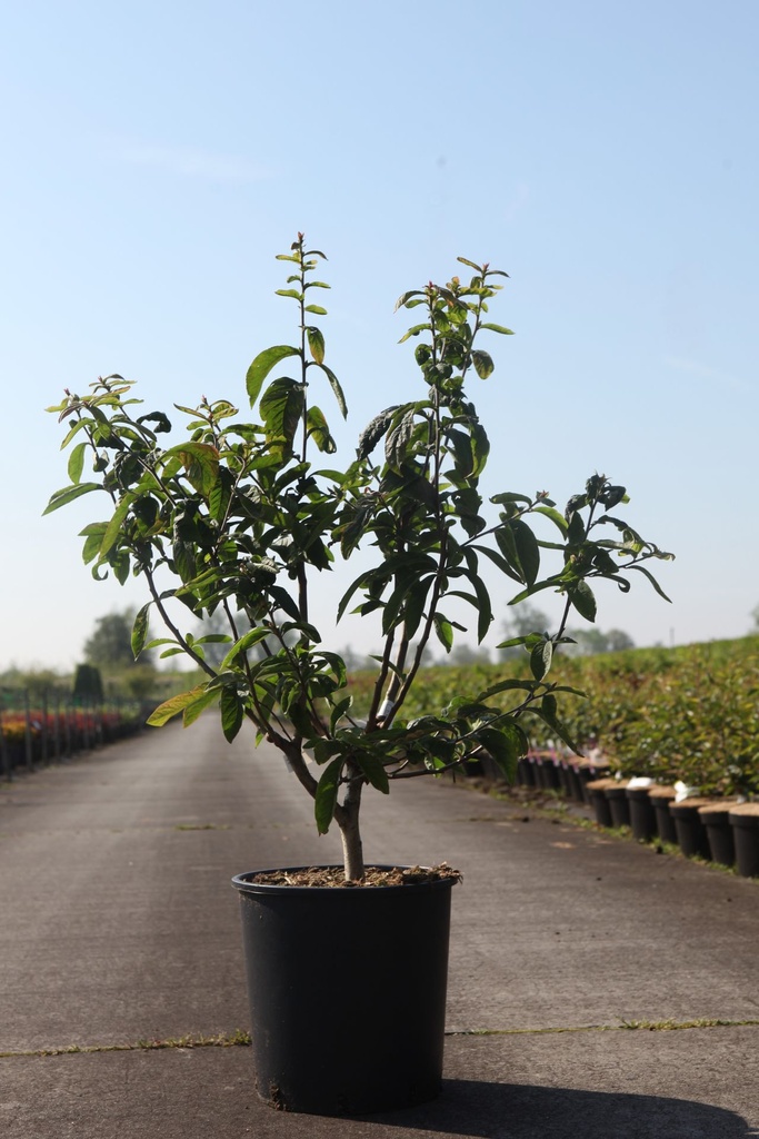 Mespilus germanica cont. 18L 125/+ cm +p