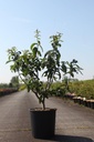 Mespilus germanica cont. 18L 125/+ cm +ф