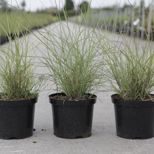 Miscanthus sinensis 'Gracillimus' cont. 4L +B