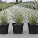 Miscanthus sinensis 'Gracillimus' cont. 4L +p